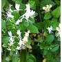 Kép 4/4 - Lonicera japonica 'Halliana' / Örökzöld Japán Lonc