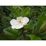 Kép 2/2 - Magnolia grandiflora 'Praecox' / Fehér virágú örökzöld magnólia