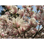 Kép 3/3 - Magnolia x soulangeana / Nagyvirágú liliomfa