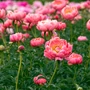 Kép 1/2 - Paeonia lactiflora 'Coral Charm' / Késői bazsarózsa
