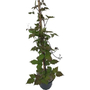 Kép 1/3 - Parthenocissus tricuspidata 'Veitchii' / Repkény vadszőlő