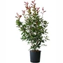 Kép 2/2 - Photinia fraseri 'Red Robin' / Vörös korallberkenye (földlabdás)