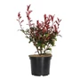 Kép 1/2 - Photinia fraseri 'Carre rouge' / Korallberkenye