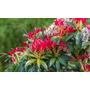 Kép 2/2 - Pieris floribunda mix / Babérhanga