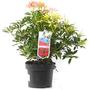 Kép 1/2 - Pieris floribunda mix / Babérhanga