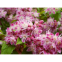 Kép 3/3 - Deutzia x hybrida 'Strawberry Fields' / Rózsaszín gyöngyvirágcserje