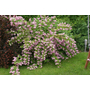 Kép 2/3 - Deutzia x hybrida 'Strawberry Fields' / Rózsaszín gyöngyvirágcserje