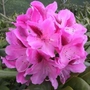 Kép 2/2 - Rhododendron hybrid