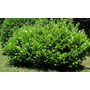 Kép 2/3 - Prunus laurocerasus 'Mano' / Babérmeggy