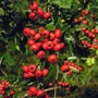 Kép 2/3 - Pyracantha 'Mohave' / Tűztövis