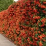 Kép 3/3 - Pyracantha 'Mohave' / Tűztövis