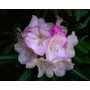 Kép 3/3 - Rhodo yakusimanum / Rododendron