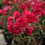 Kép 2/2 - Rosa x polyantha 'Rubinia' / Talajtakaró rózsa (vörös)