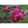 Kép 3/3 - Rosa x polyantha 'Noatraum' / Talajtakaró rózsa (sötét rózsaszín)