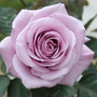 Kép 2/2 - Rose 'Lady X' / Magastörzsű rózsa