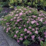 Kép 1/2 - Spiraea japonica 'Anthony Waterer' / Japán gyöngyvessző