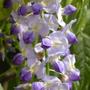 Kép 3/3 - Wisteria floribunda 'Issai' / Lilaakác (halványlila)