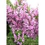 Kép 2/2 - Wisteria brachybotrys 'Showa Beni' / Lilaakác (rózsaszín)