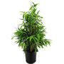 Kép 1/2 - Bambusa nana 'Longifolia' (Phyllostachys aurea) / Japán bambusz