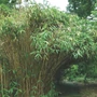 Kép 2/3 - Bambusa metake / Japán nyílbambusz