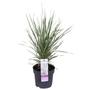 Kép 1/2 - Calamagrostis x acutiflora 'Overdam' / Tarka nádtippan