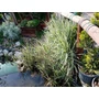 Kép 2/3 - Phalaris arundinacea 'Picta' / Tarka pántlikafű