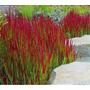 Kép 2/2 - Imperata cylindrica 'Red Baron' / Vörös alangfű
