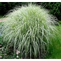 Kép 1/3 - Miscanthus sinensis 'Variegatus' / Kínai virágosnád
