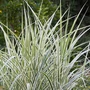 Kép 3/3 - Miscanthus sinensis 'Variegatus' / Kínai virágosnád