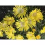 Kép 2/2 - Delosperma congesta 'Yellow ice' / Sárga virágszínű kristályvirág