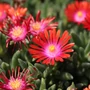 Kép 2/2 - Delosperma cooperi 'Ice cream fire'/ Piros virágszínű kristályvirág