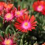 Kép 2/2 - Delosperma cooperi 'Ice cream fire'/ Piros virágszínű kristályvirág