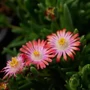 Kép 2/2 - Delosperma cooperi 'Ice cream salmon'/ Lazac virágszínű kristályvirág