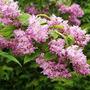 Kép 3/3 - Deutzia x hybrida 'Tourbillon Rouge' / Sötétrózsaszín gyöngyvirágcserje