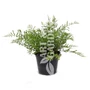 Kép 1/2 - Dryopteris filix-mas 'Linearis polydactyla' / Szeldelt levelű erdei pajzsika
