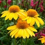 Kép 2/2 - Echinacea purpurea 'Yellow Pearl' / Sárga virágú kasvirág