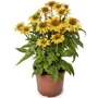 Kép 1/2 - Echinacea purpurea 'Yellow Pearl' / Sárga virágú kasvirág