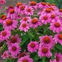 Kép 2/2 - Echinacea 'Wild Berry' / Rózsaszín virágú kasvirág