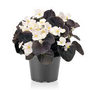 Kép 1/2 - Begonia cucullata / Folytonnyíló begónia (bordó levelű fehér virágú)