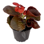 Kép 1/2 - Begonia cucullata / Folytonnyíló begónia (bordó levelű piros virágú)
