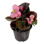 Kép 1/2 - Begonia cucullata / Folytonnyíló begónia (bordó levelű rózsaszín virágú)