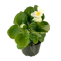 Kép 1/2 - Begonia cucullata / Folytonnyíló begónia (zöld levelű fehér virágú)