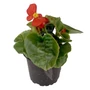 Kép 2/2 - Begonia cucullata / Folytonnyíló begónia (zöld levelű piros virágú)