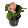 Kép 1/2 - Begonia cucullata / Folytonnyíló begónia (zöld levelű rózsaszín virágú)