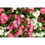 Kép 1/2 - Begonia cucullata / Folytonnyíló begónia (zöld levelű piros virágú)