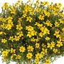Kép 2/2 - Bidens ferulifolia / Balkon aranya