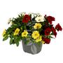 Kép 1/2 - Calibrachoa 'Million bells' tricolor / Kis virágú petúnia (3 színű)