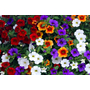 Kép 2/2 - Calibrachoa 'Million bells' tricolor / Kis virágú potúnia (3 színű)