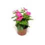 Kép 2/2 - Cataranthus roseus / Rózsameténg