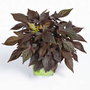 Kép 1/2 - Ipomoea batatas / Édesburgonya (sötét levelű)